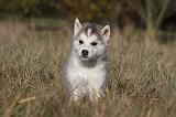 ALASKAN MALAMUTE 448